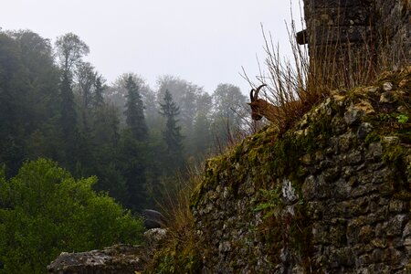 Chamois forest former