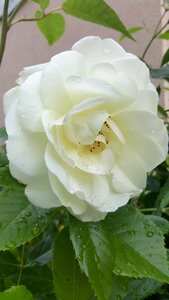 Flower nature blossom
