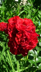 Red bright the density of flowering