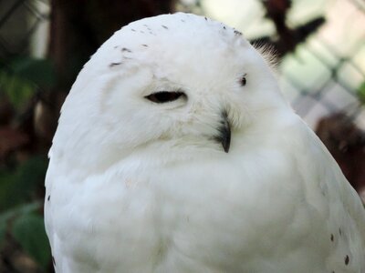 White bird zoo