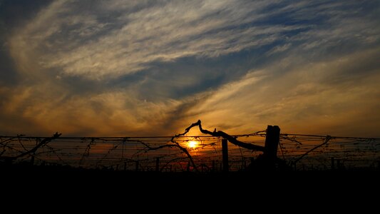 Sunset cloud vines