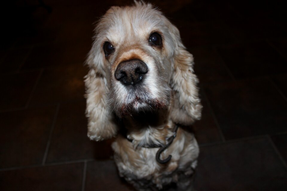 Photo shoot dog hybrid