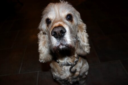 Photo shoot dog hybrid