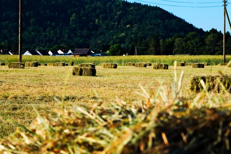 Harvest nature agriculture photo