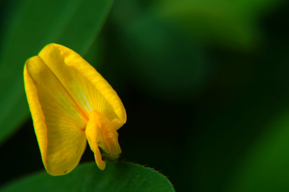 Yellow flower leaves green