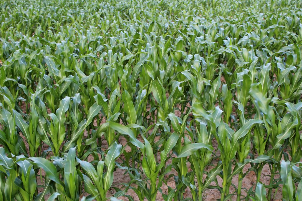 Corn a field of corn field crops
