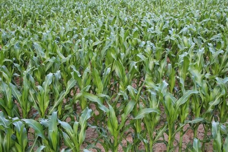 Corn a field of corn field crops