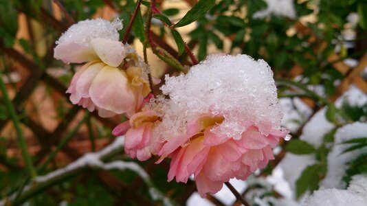 Cold nature flowers photo
