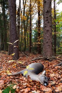 Mammal nature accident