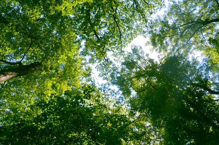 Heaven treetops nature