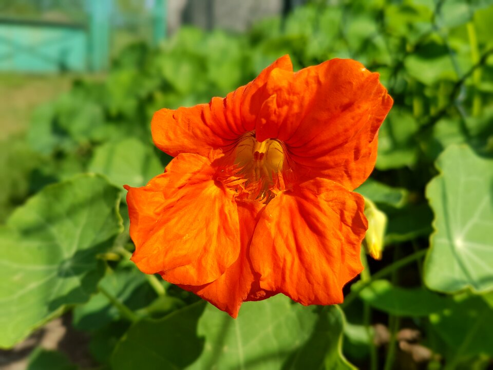 Nasturtium flowers summer