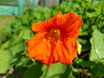 Nasturtium flowers summer