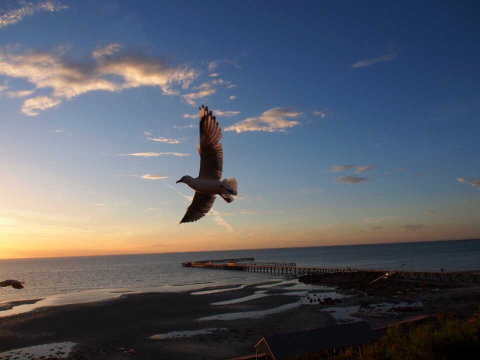 Seabird bird flight