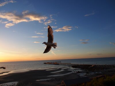 Seabird bird flight