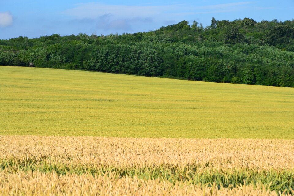 Sunshine wheatfield cereals