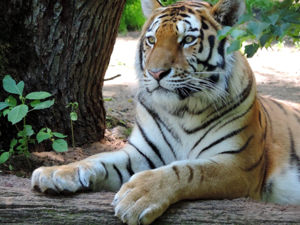 Zoo predator animal portrait