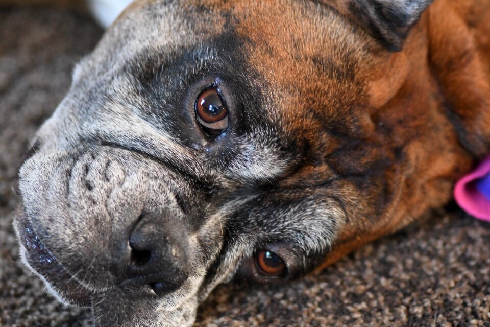 Dog closeup