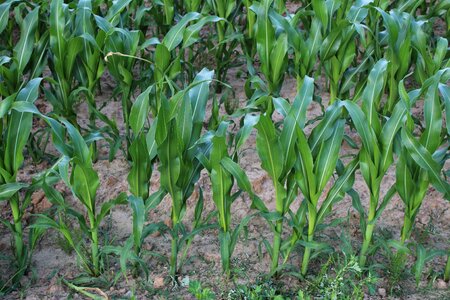 Corn a field of corn field crops