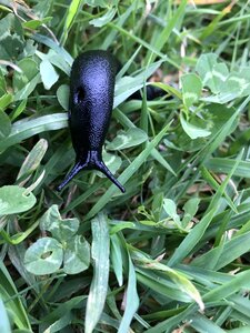 Snail crawling