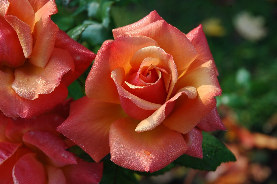 Orange floral love