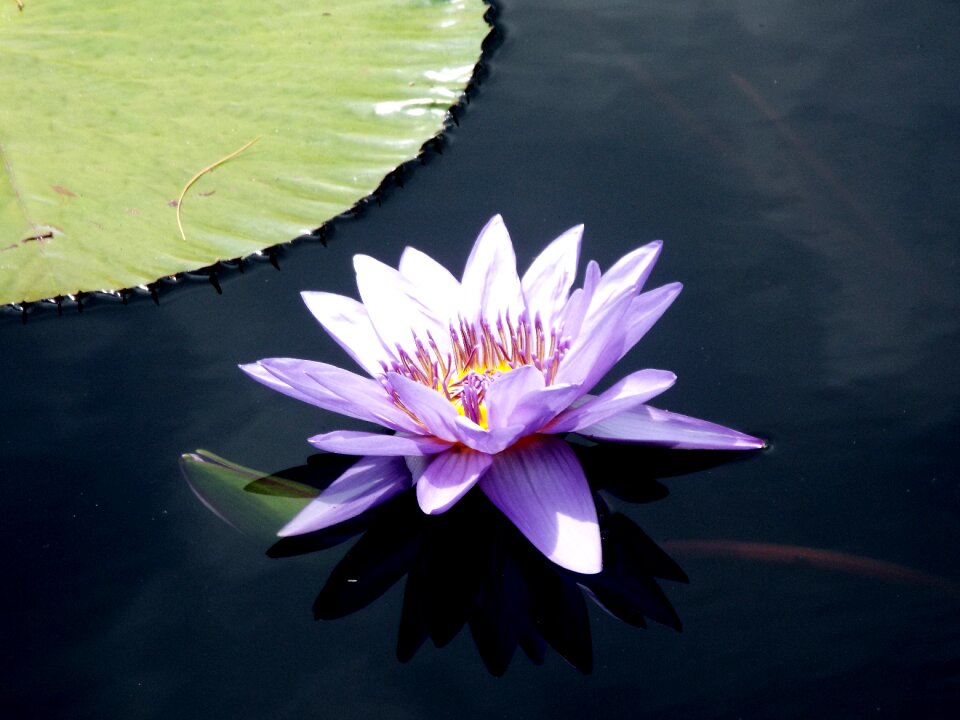 Plant flower nature