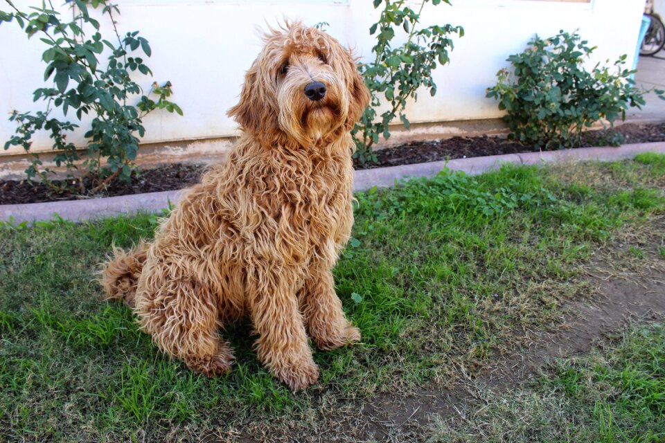 Puppy long hair long haired dog
