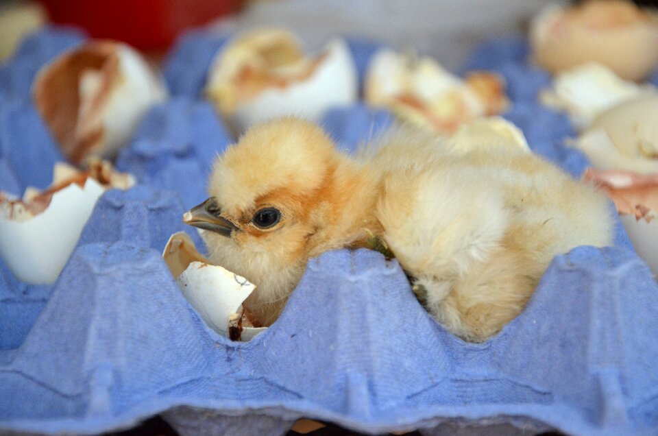 Chicken eggshell yellow