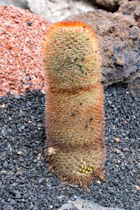 Spain africa attractions guatiza