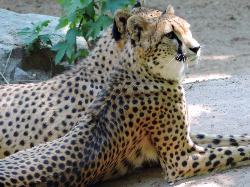 Predator zoo wild animal