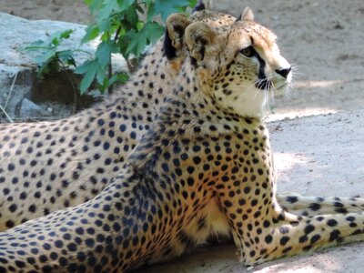 Predator zoo wild animal