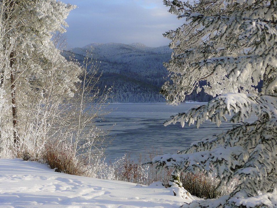 Trees nature canim lake