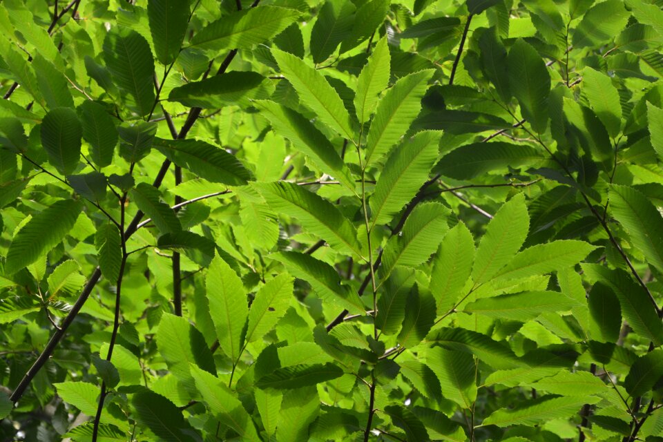 Nature tree chataignier