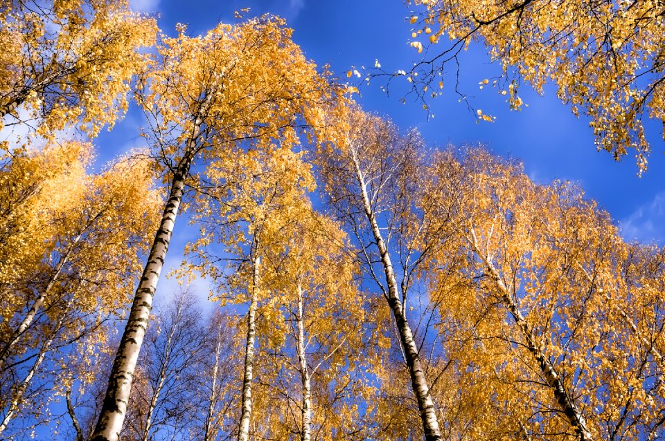 Wood nature finnish photo