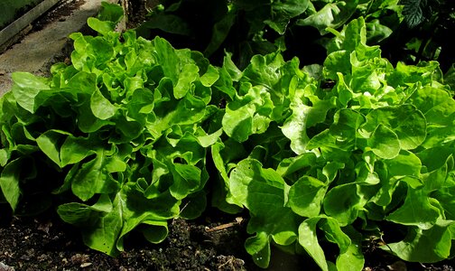 Harvest healthy delicious