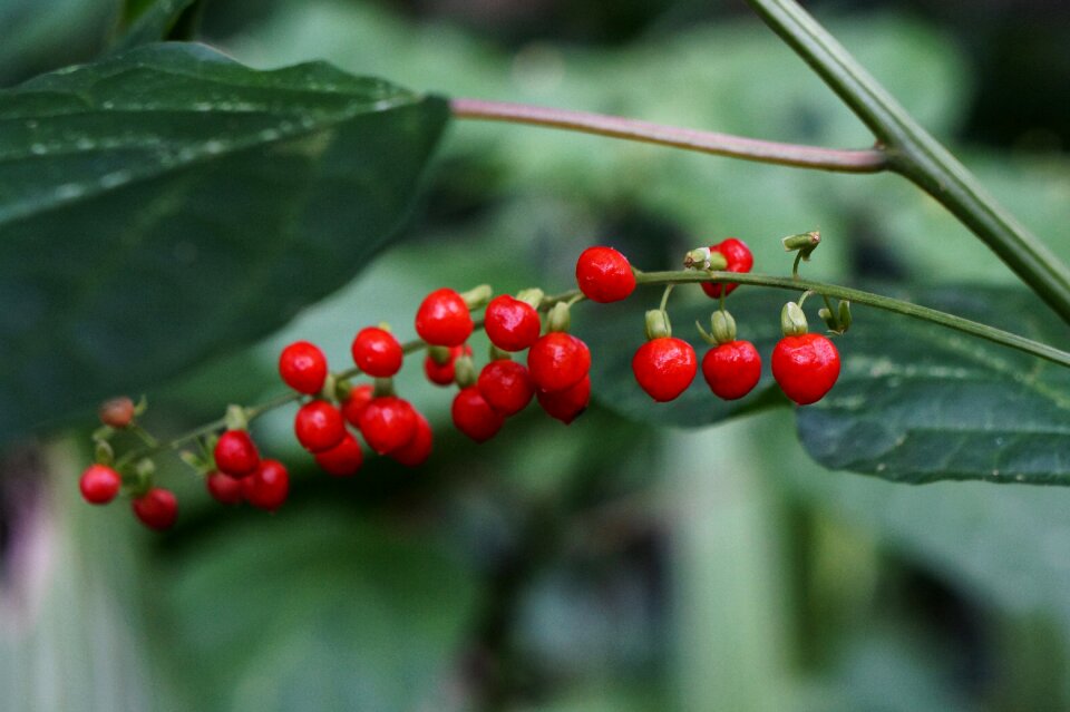 Nature red fruits flora