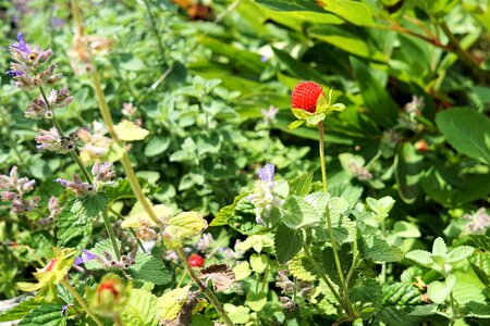 Summer berry healthy photo