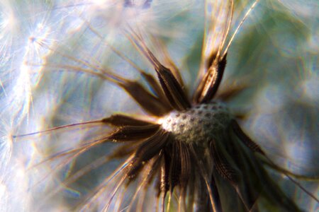 Seeds nature pollen