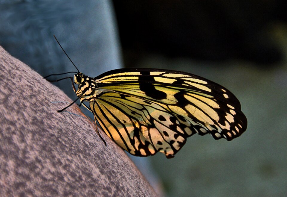 Butterfly yellow insect