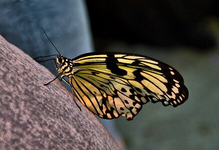 Butterfly yellow insect