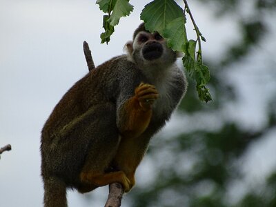 Zoo wildlife