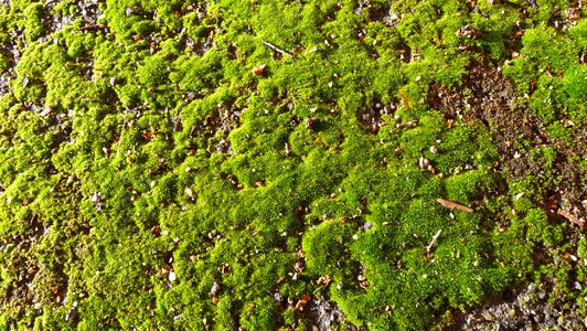 Winter growth path