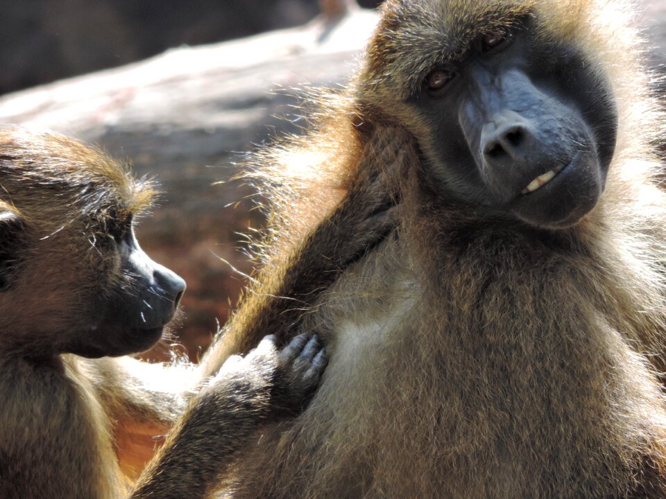 Animal tiergarten primate