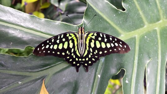 Wing wildlife garden photo