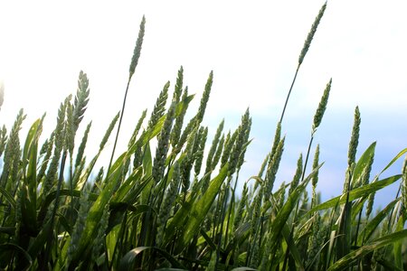 Sky village wheat