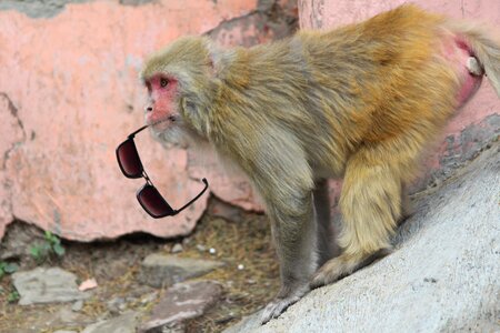 Naughty old world monkeys
