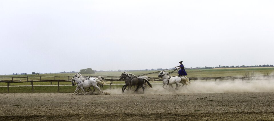 10 horses in hand collectively harnessed standing rider