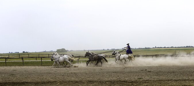 10 horses in hand collectively harnessed standing rider