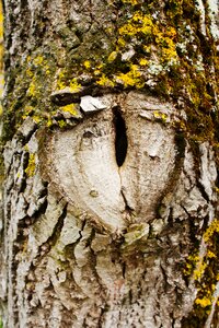 Tree eye hypnosis