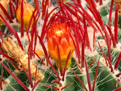 Spain africa attractions guatiza