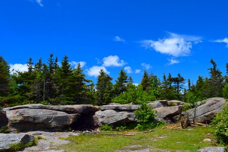 Rocks pine landscape photo